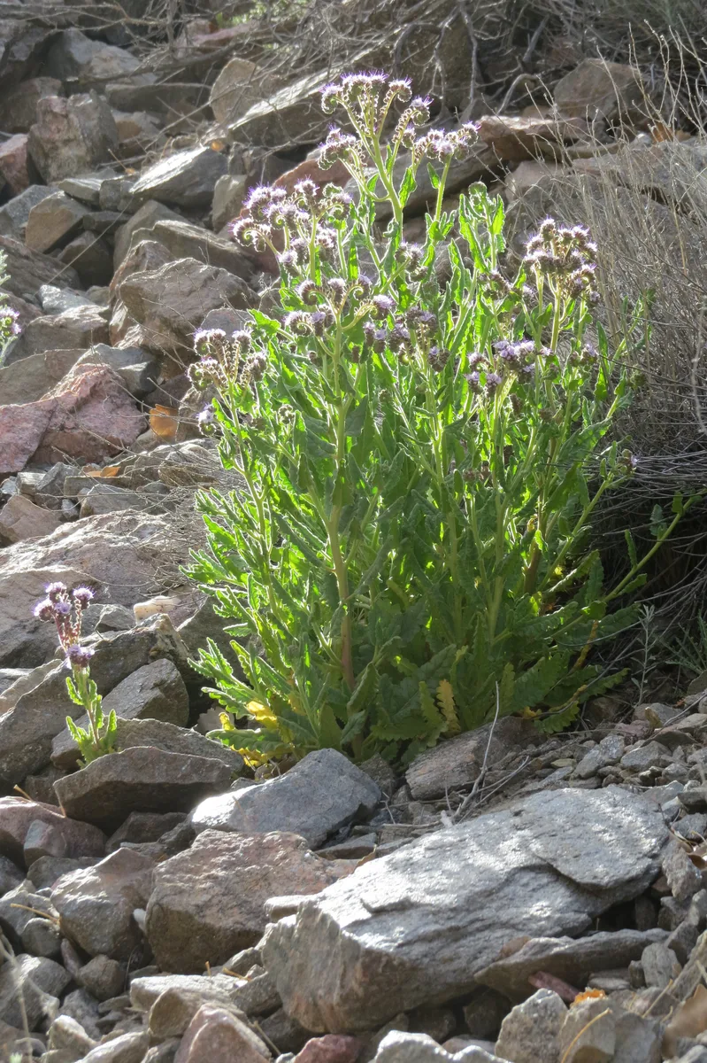 Notchleaf Phacelia (Phacelia integrifolia)
