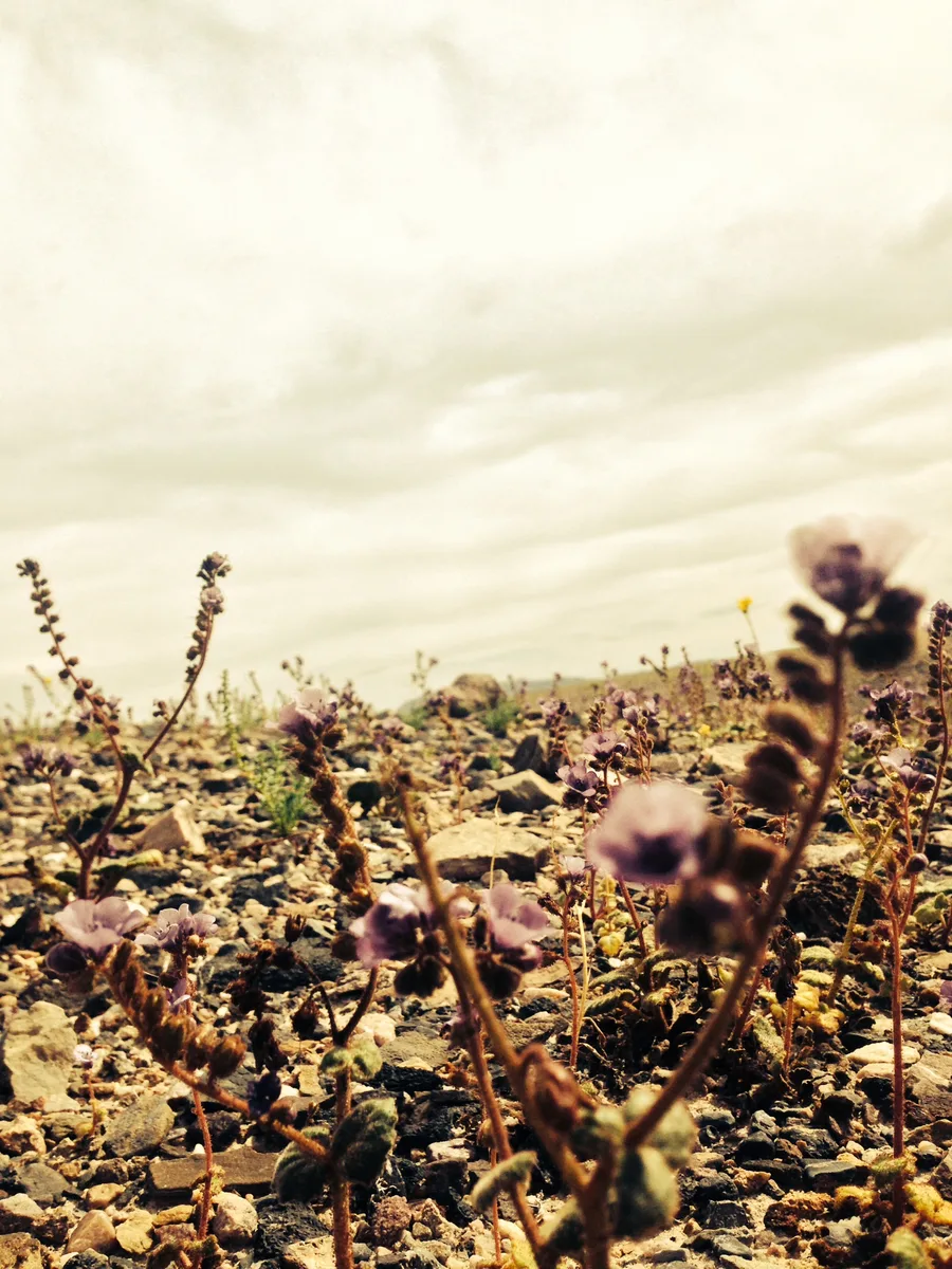 California Heliotrope