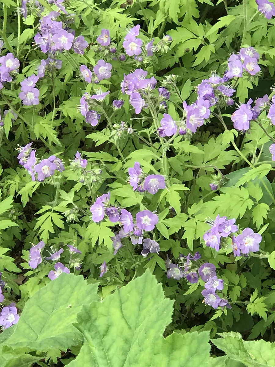 Fernleaf Phacelia