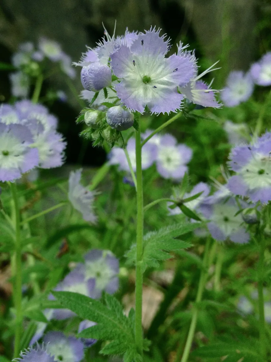 Purple Phacelia (Phacelia purshii)