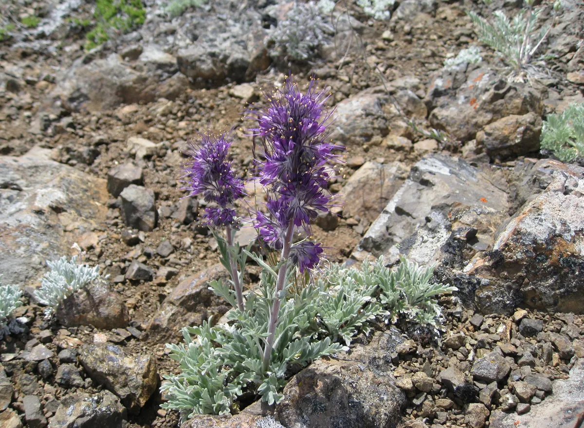 Sky Pilot Phacelia (Phacelia sericea)