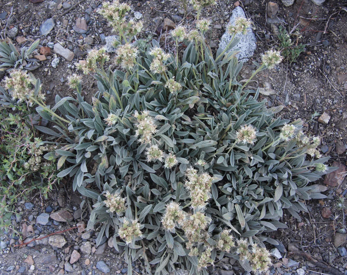 Whitestem Phacelia