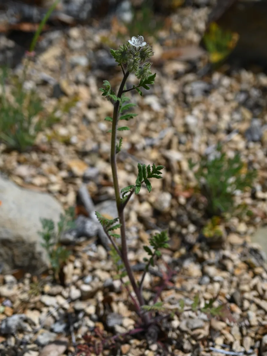 Caterpillar Phacelia (Phacelia cicutaria)