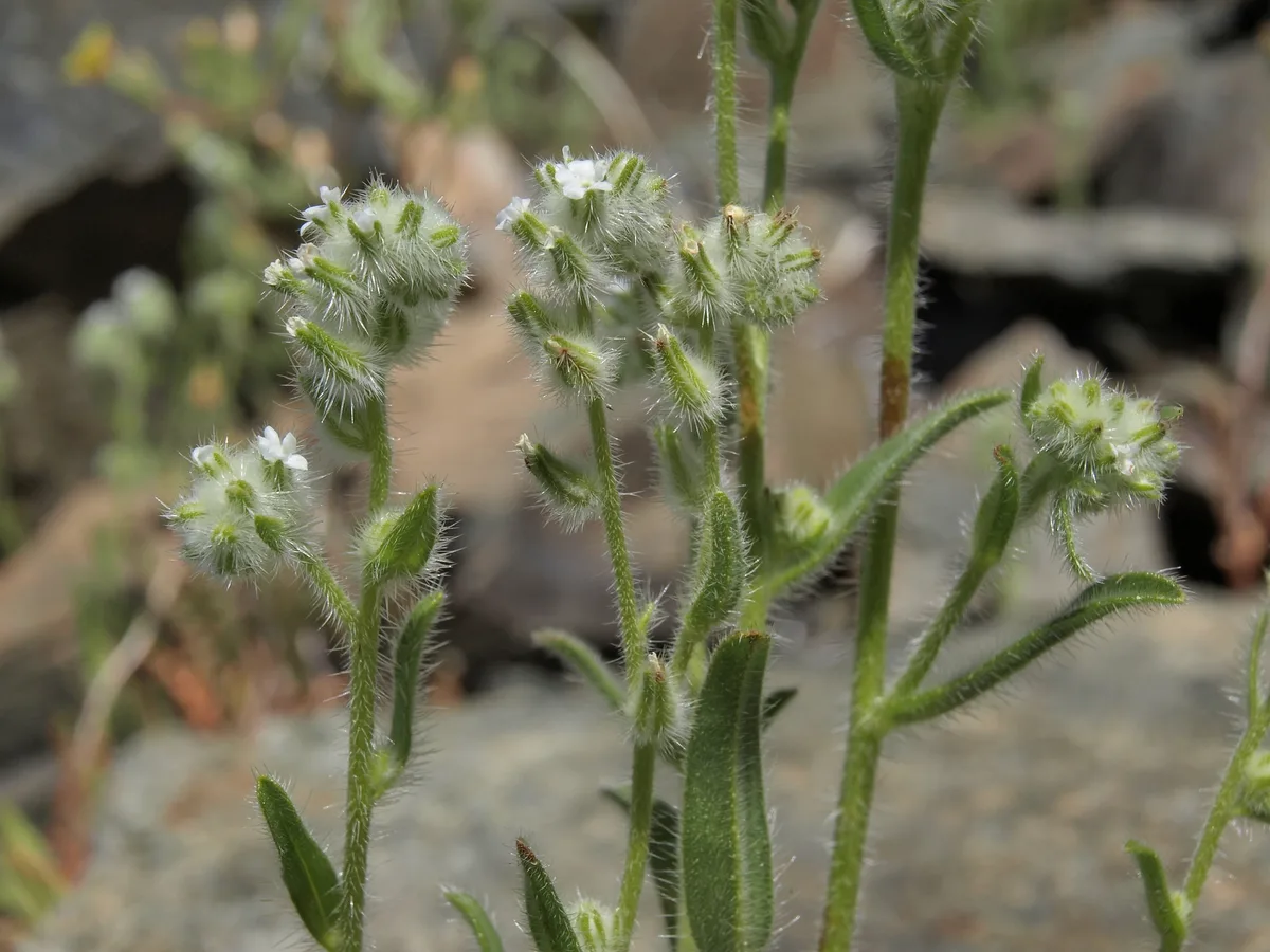 Borrego Cryptantha (Cryptantha barbigera)