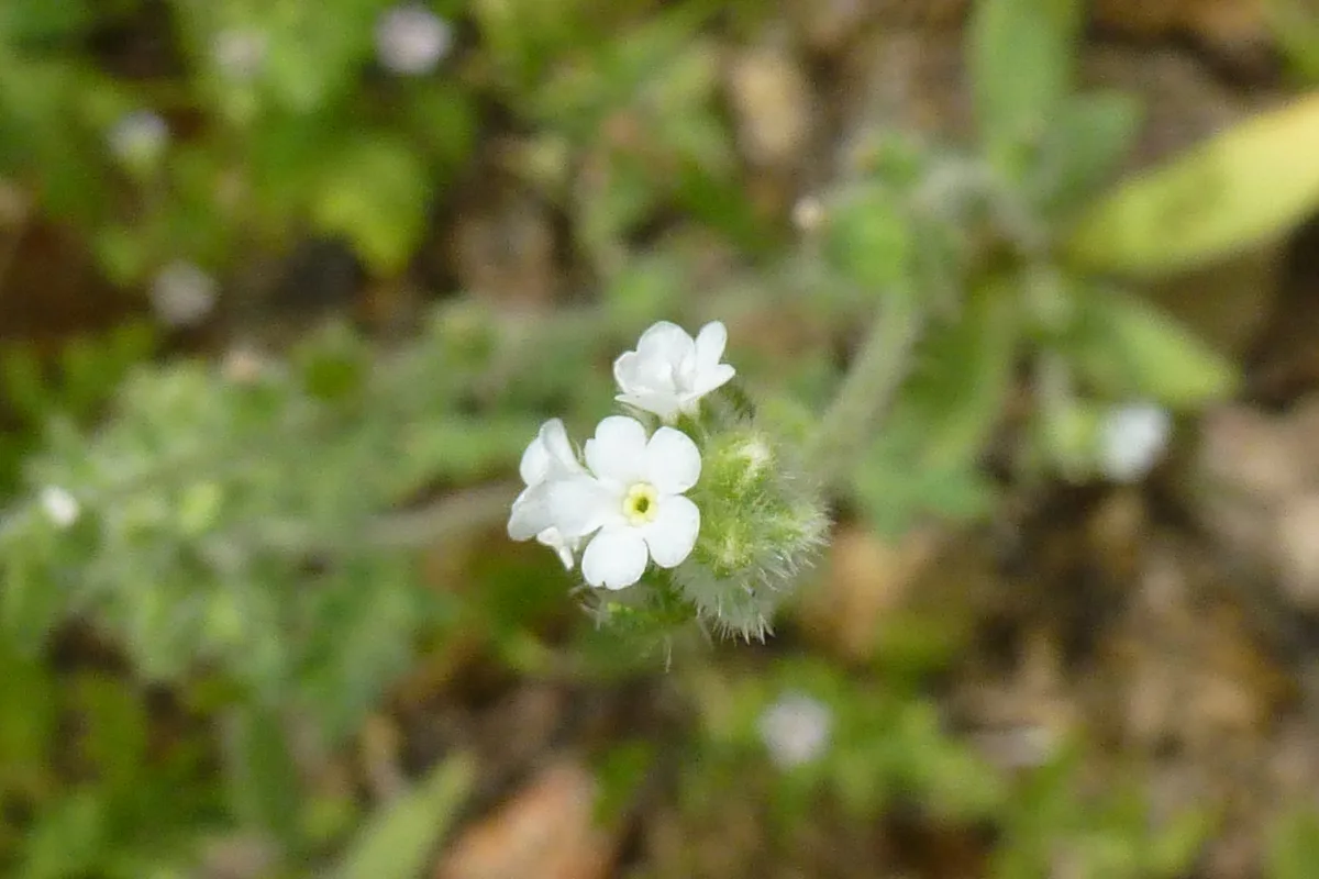 Desert Cryptantha (Cryptantha angustifolia)