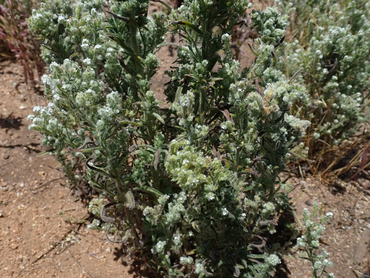 Prickly Cryptantha (Cryptantha muricata)