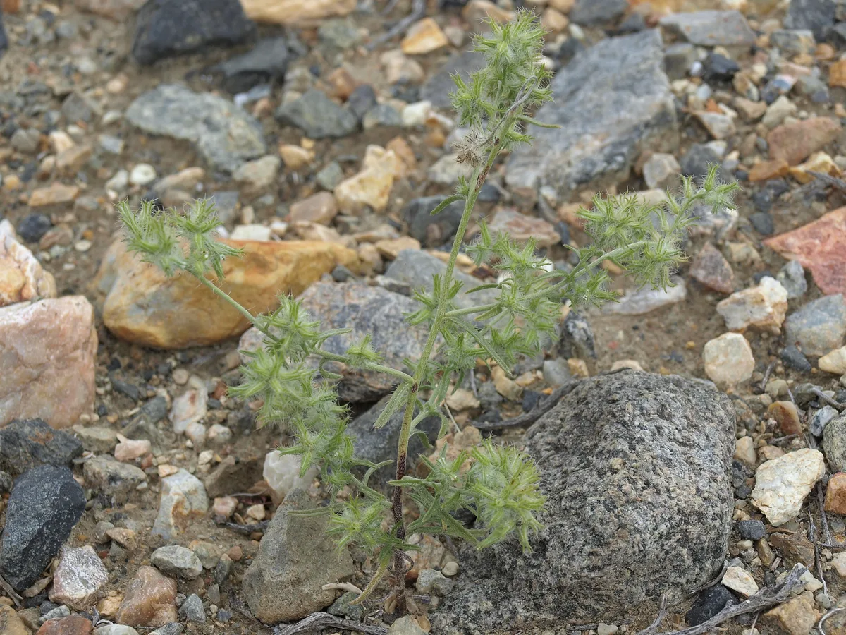 Nevada Cryptantha (Cryptantha nevadensis)