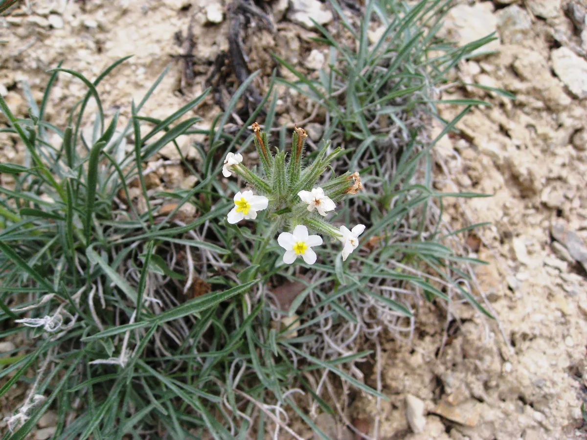 Common Cryptantha (Cryptantha intermedia)