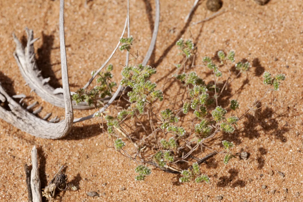 Popcorn Cryptantha (Cryptantha micrantha)