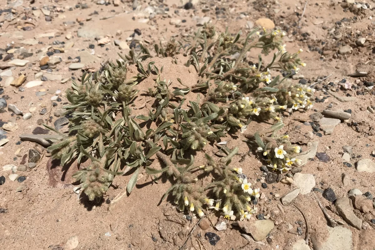 Showy Cryptantha (Oreocarya flavoculata)