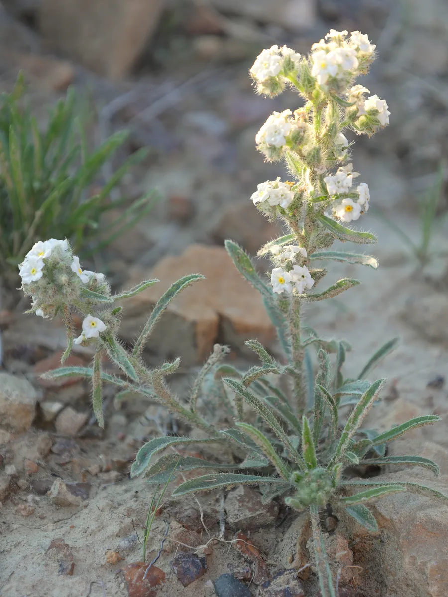 Mountain Forget Me Not (Oreocarya glomerata)