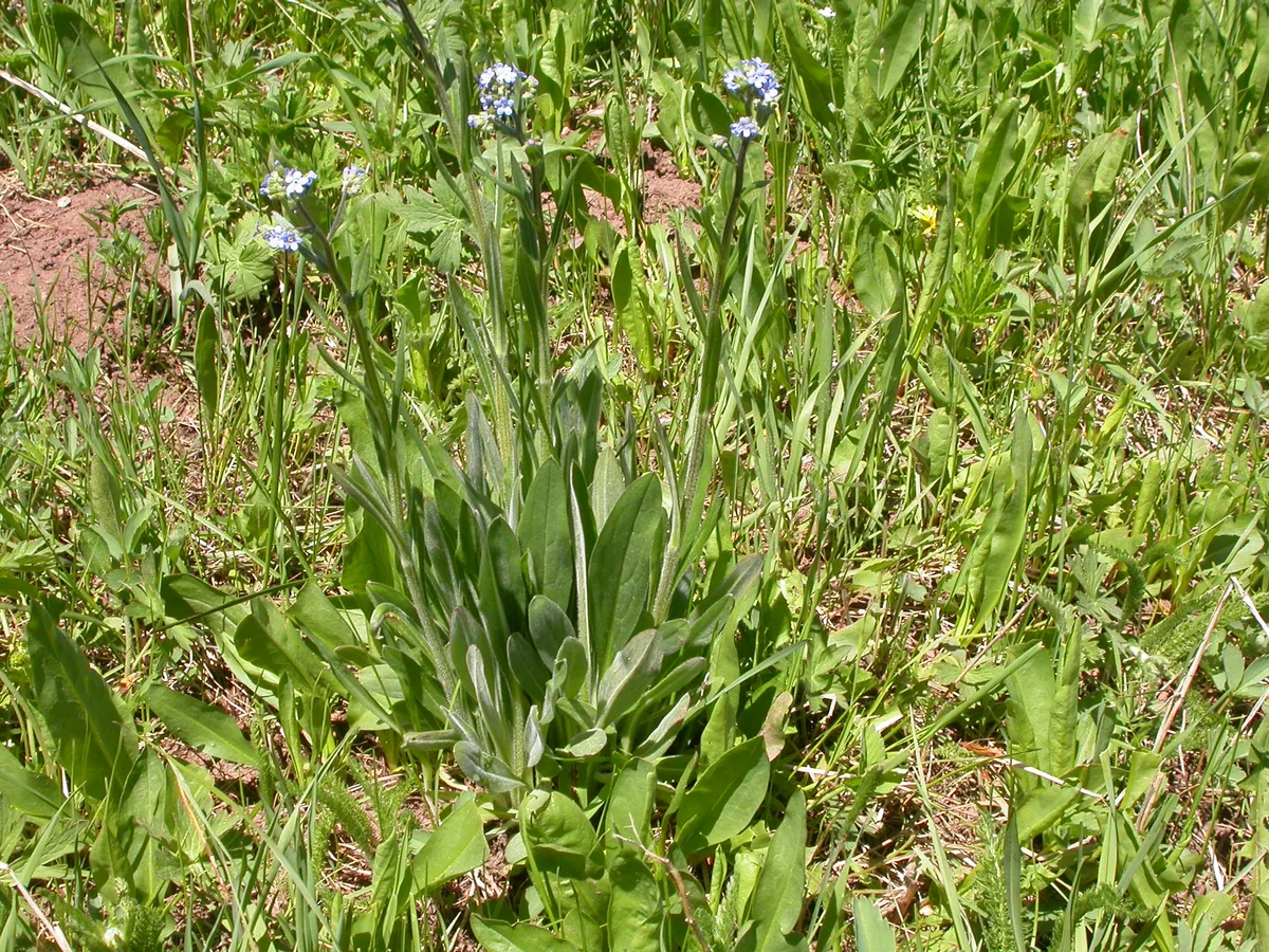 Western Stickseed (Hackelia floribunda)
