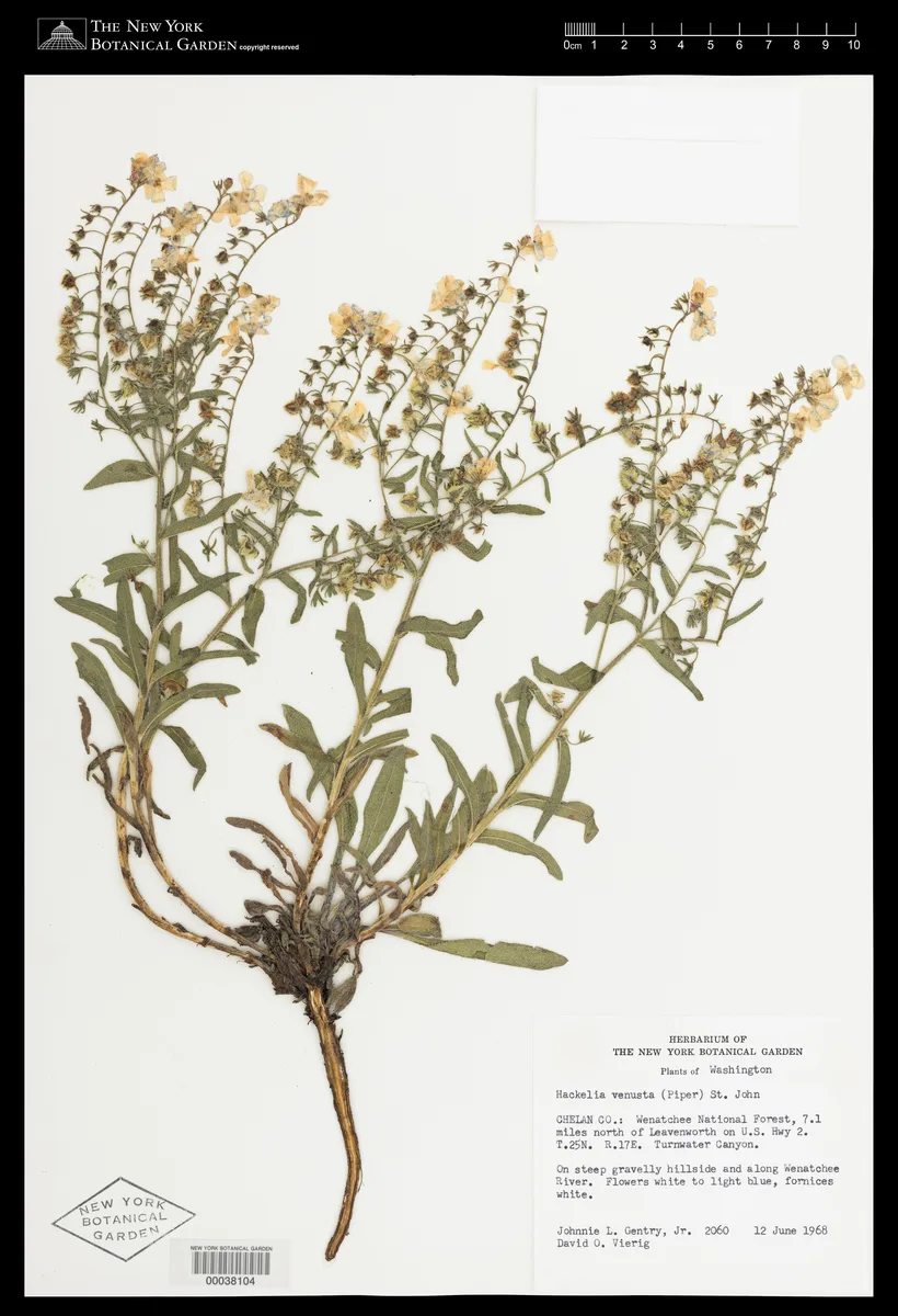 Showy Stickseed (Hackelia venusta)