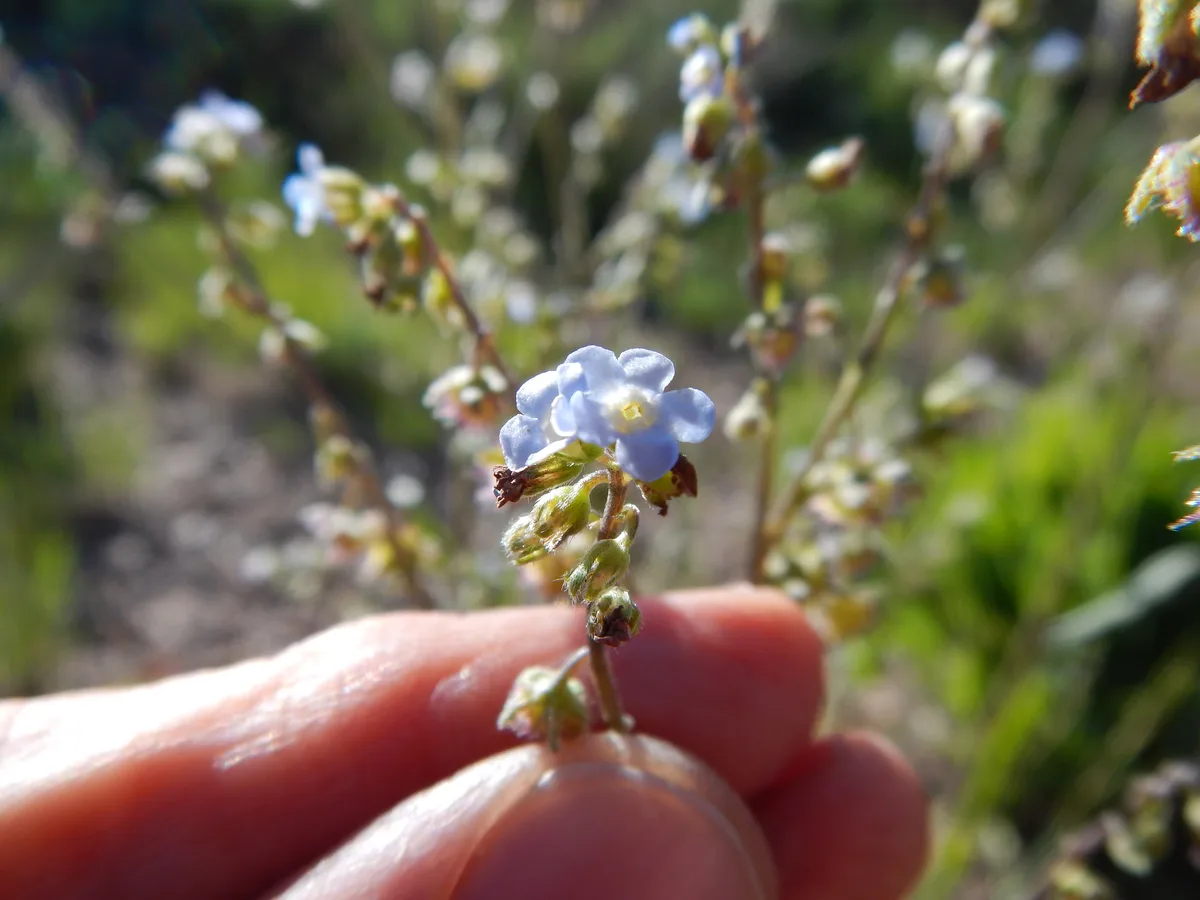 Jessica Stickseed (Hackelia micrantha)