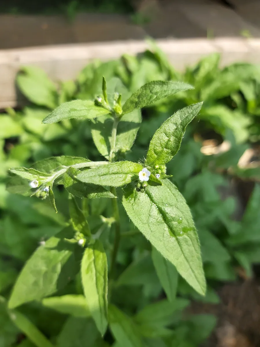 Nodding Stickseed (Hackelia deflexa)