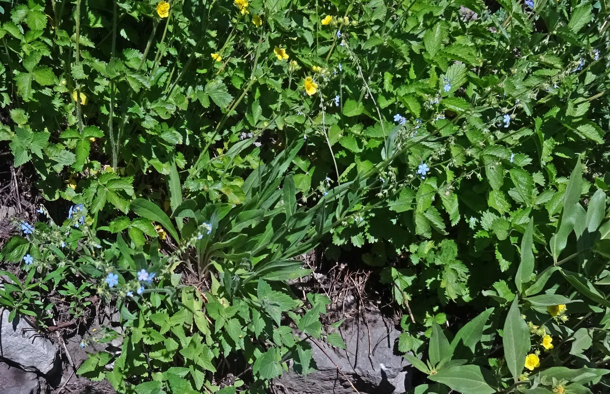 Manyflower Stickseed (Hackelia floribunda var. floribunda)