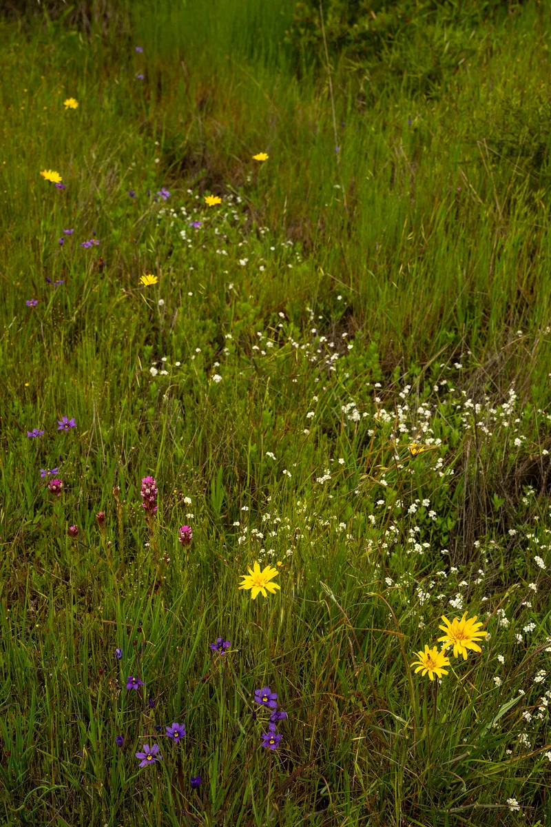 Coast Popcorn Flower