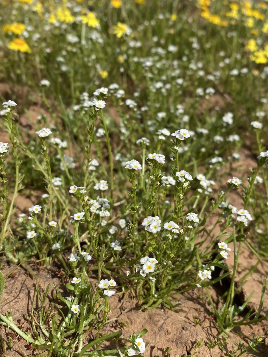 Slender Popcorn Flower