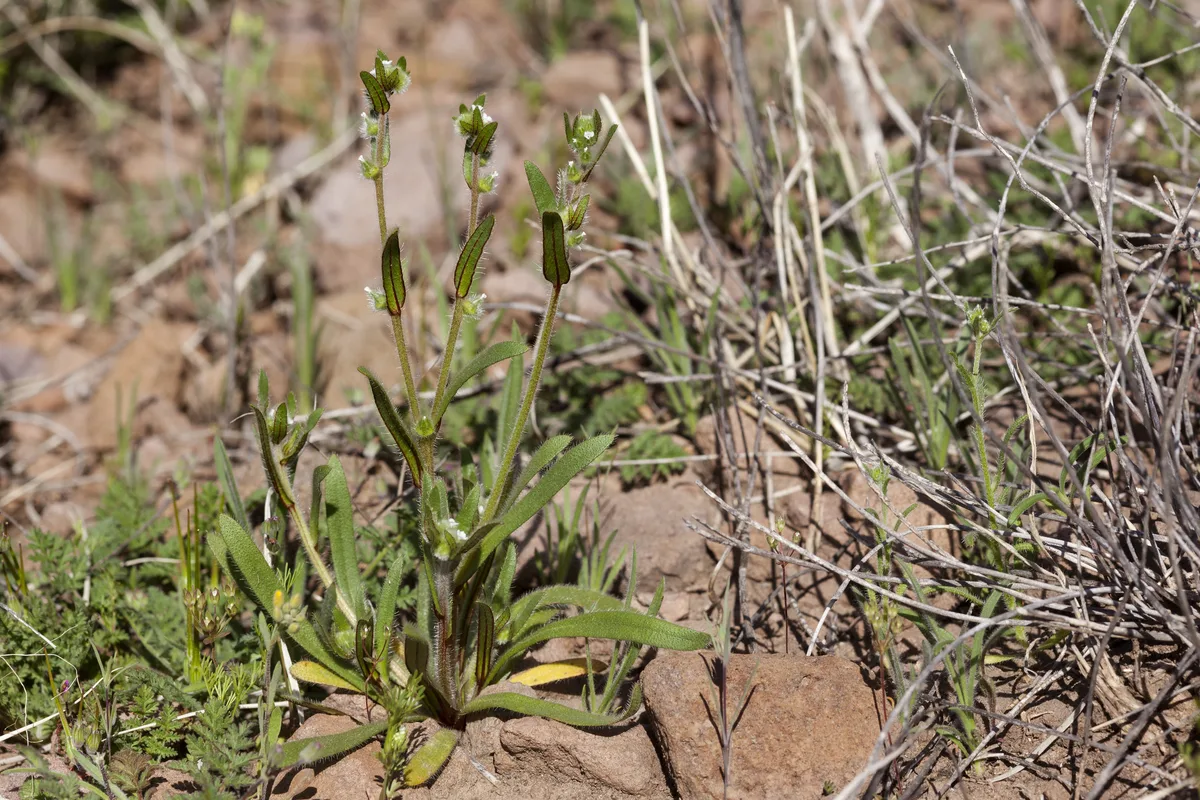 Desert Popcorn Flower