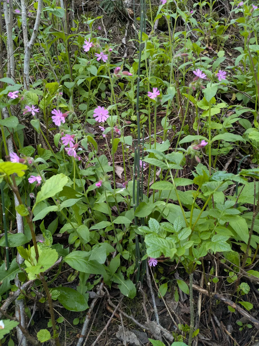 Red Campion (Silene dioica)