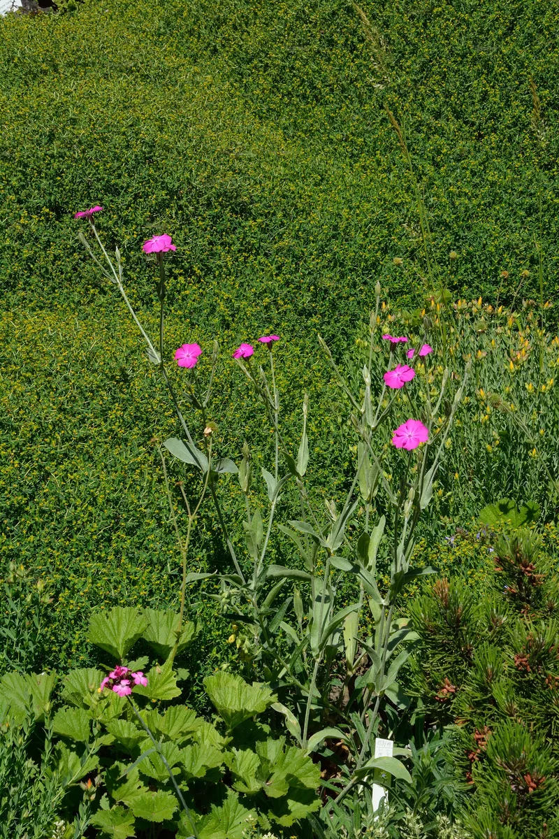Clusterhead Pink (Dianthus giganteus)