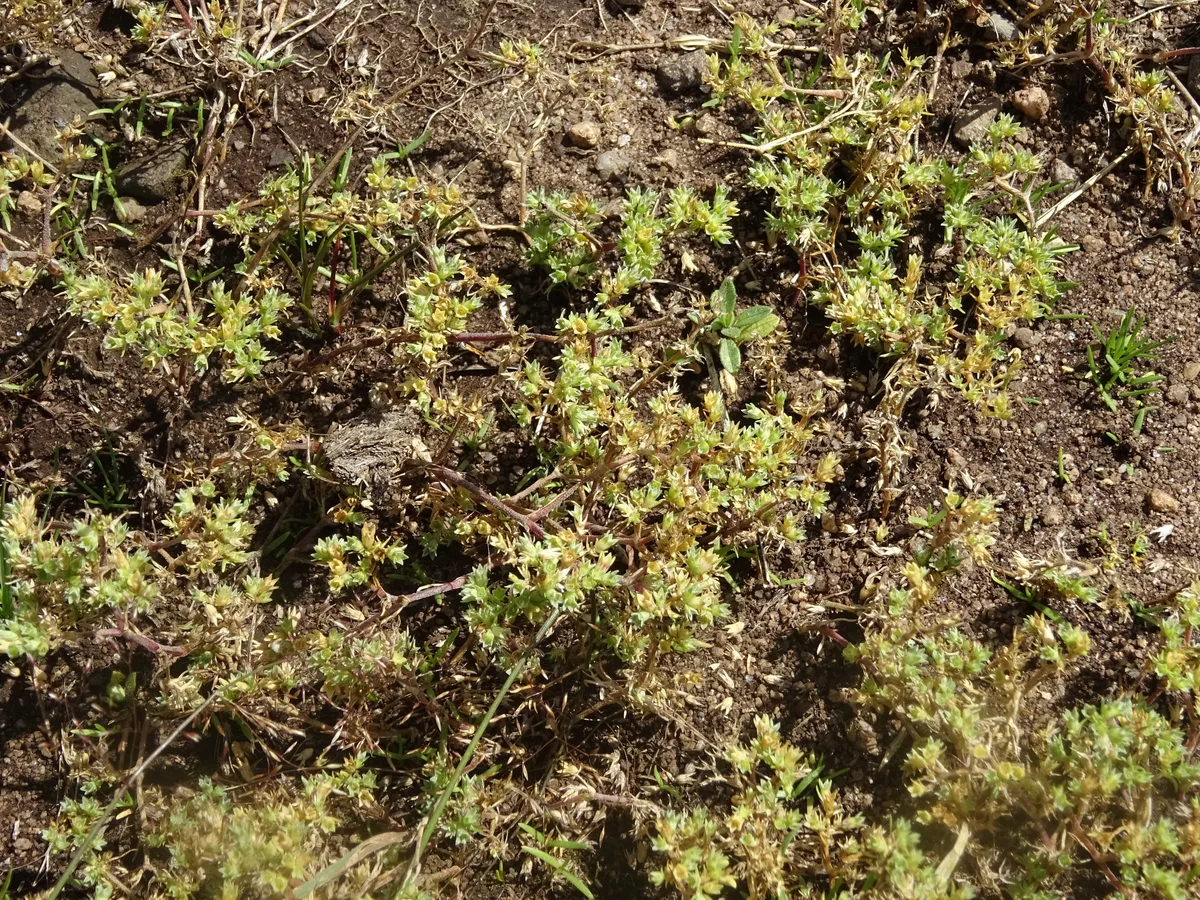 Knawel (Scleranthus annuus)