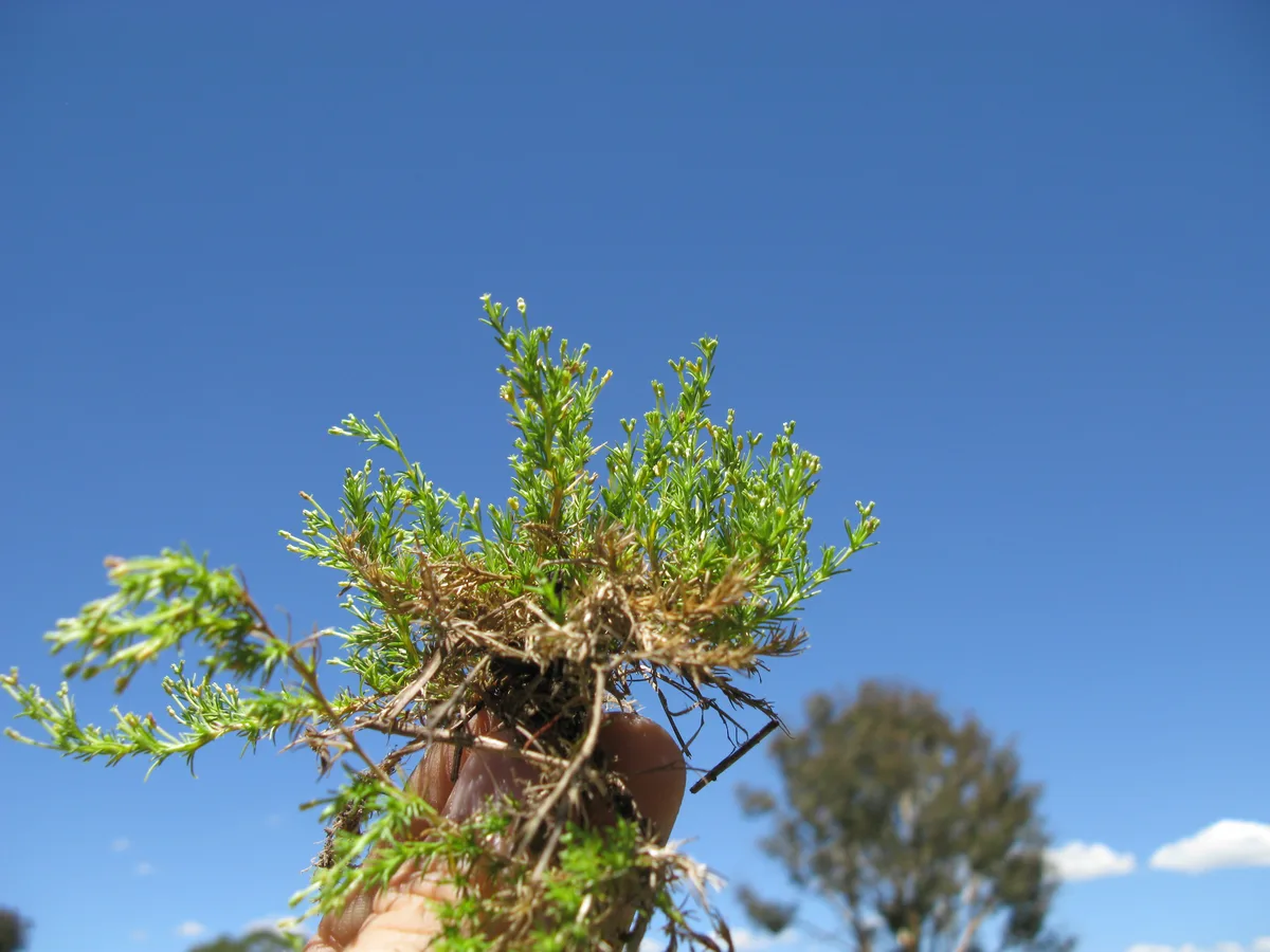 Cushion Knawel (Scleranthus biflorus)