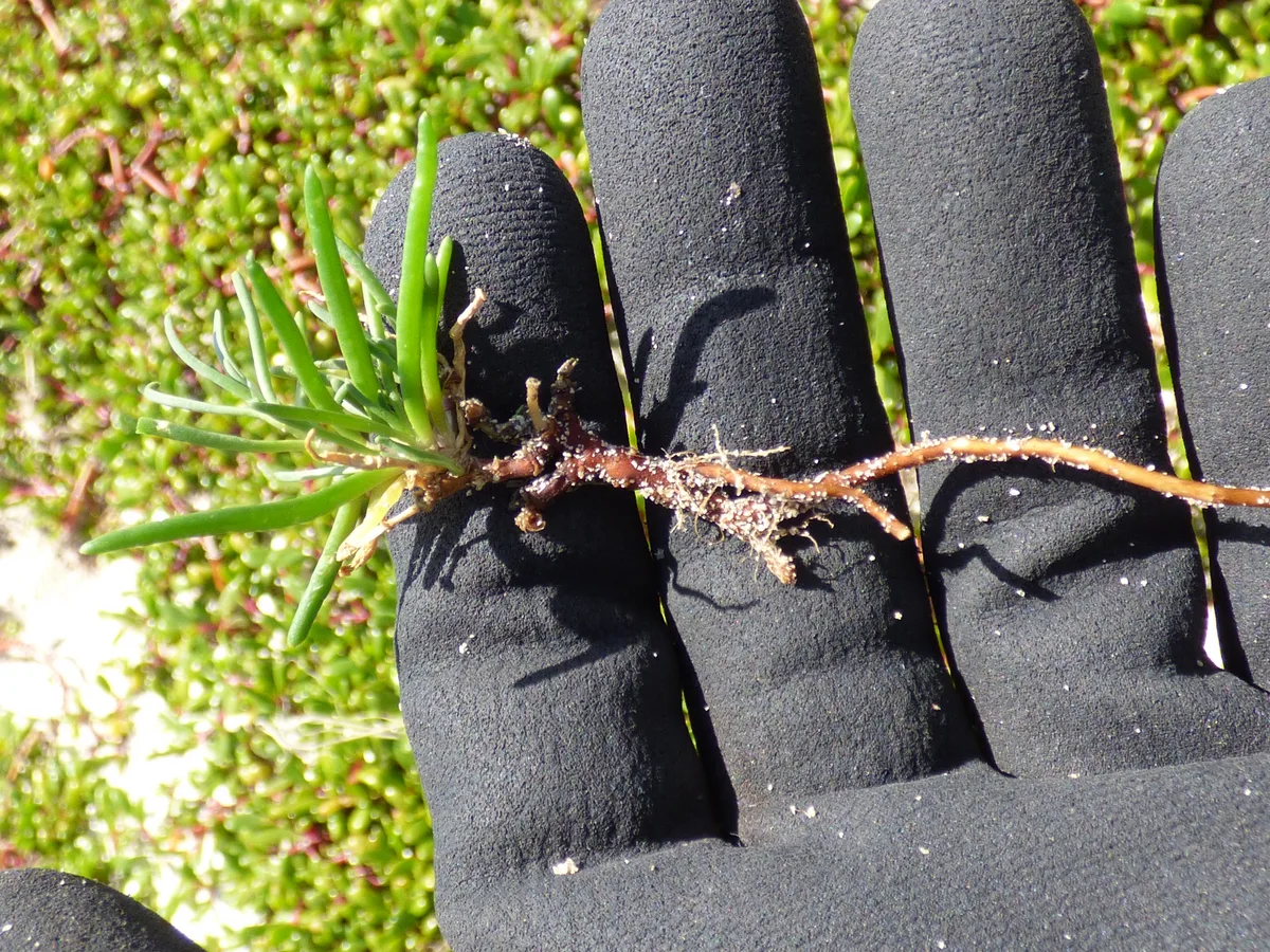 Saltmarsh Sandspurry (Spergularia marina)