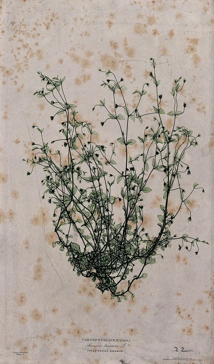 Three-nerved Sandwort (Moehringia trinervia)