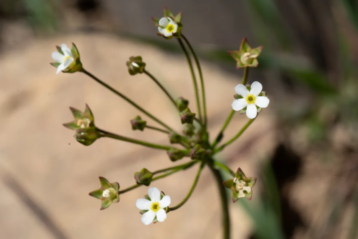 Fairy Candelabra (Androsace septentrionalis)