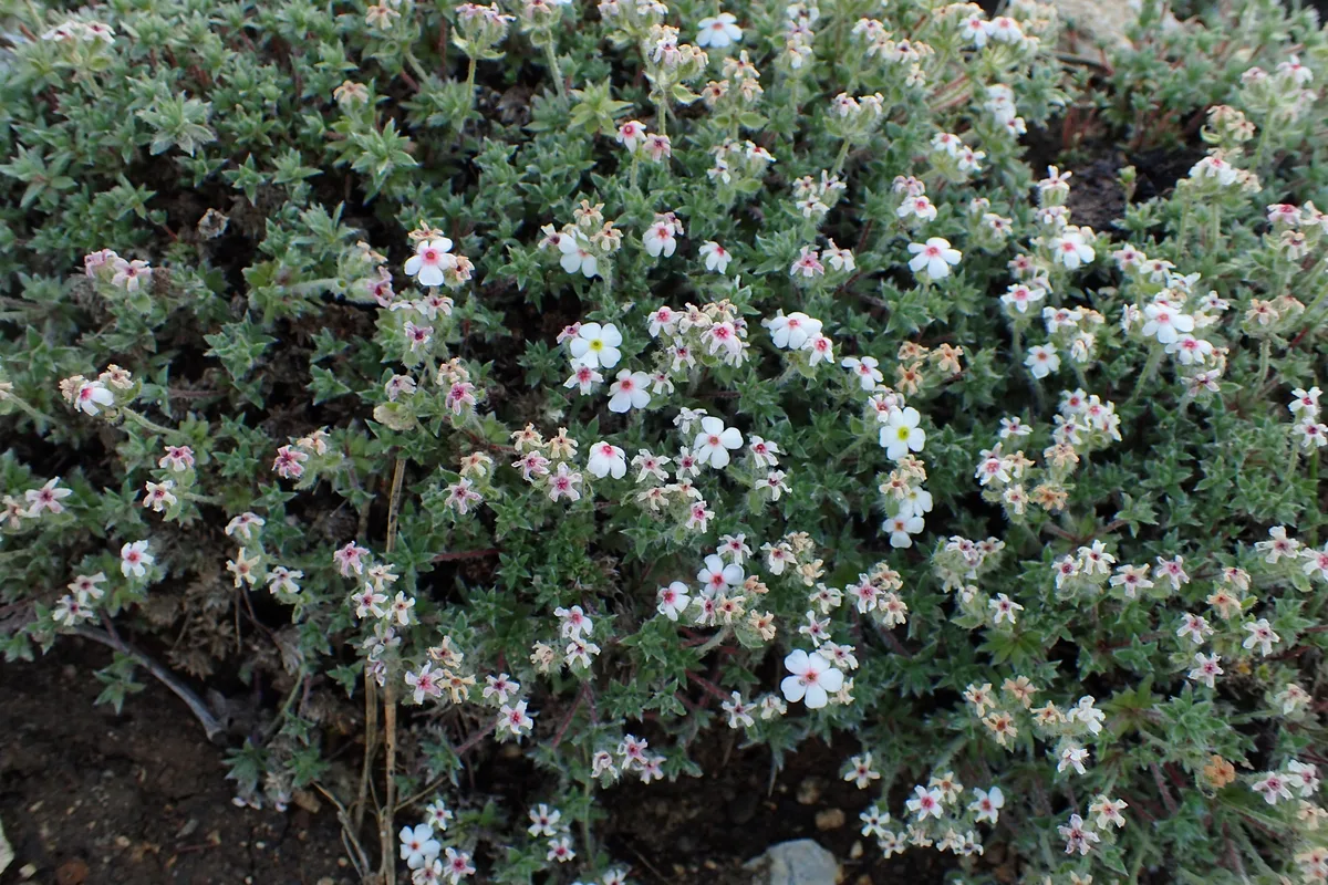 Woolly Rock Jasmine (Androsace villosa)