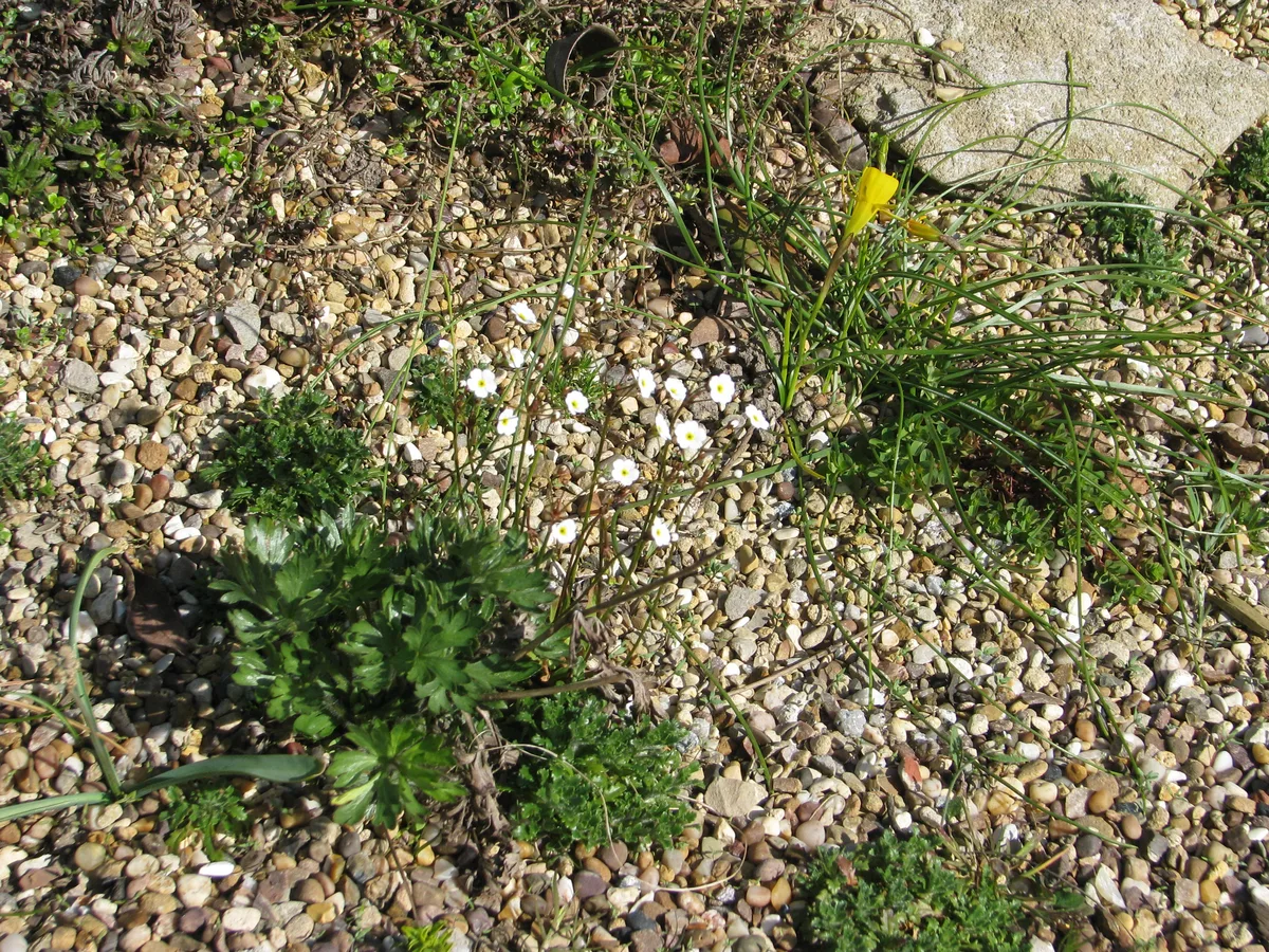 Milkwhite Rock Jasmine (Androsace lactea)