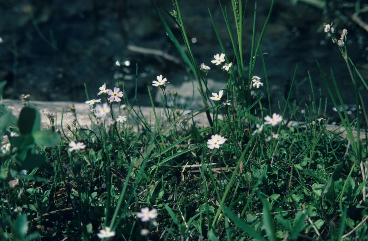 Mealy Primrose (Primula mistassinica)