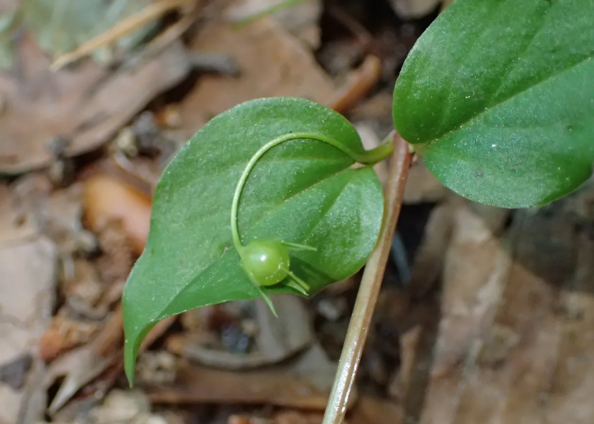 Woodland Pimpernel (Lysimachia nemorum)