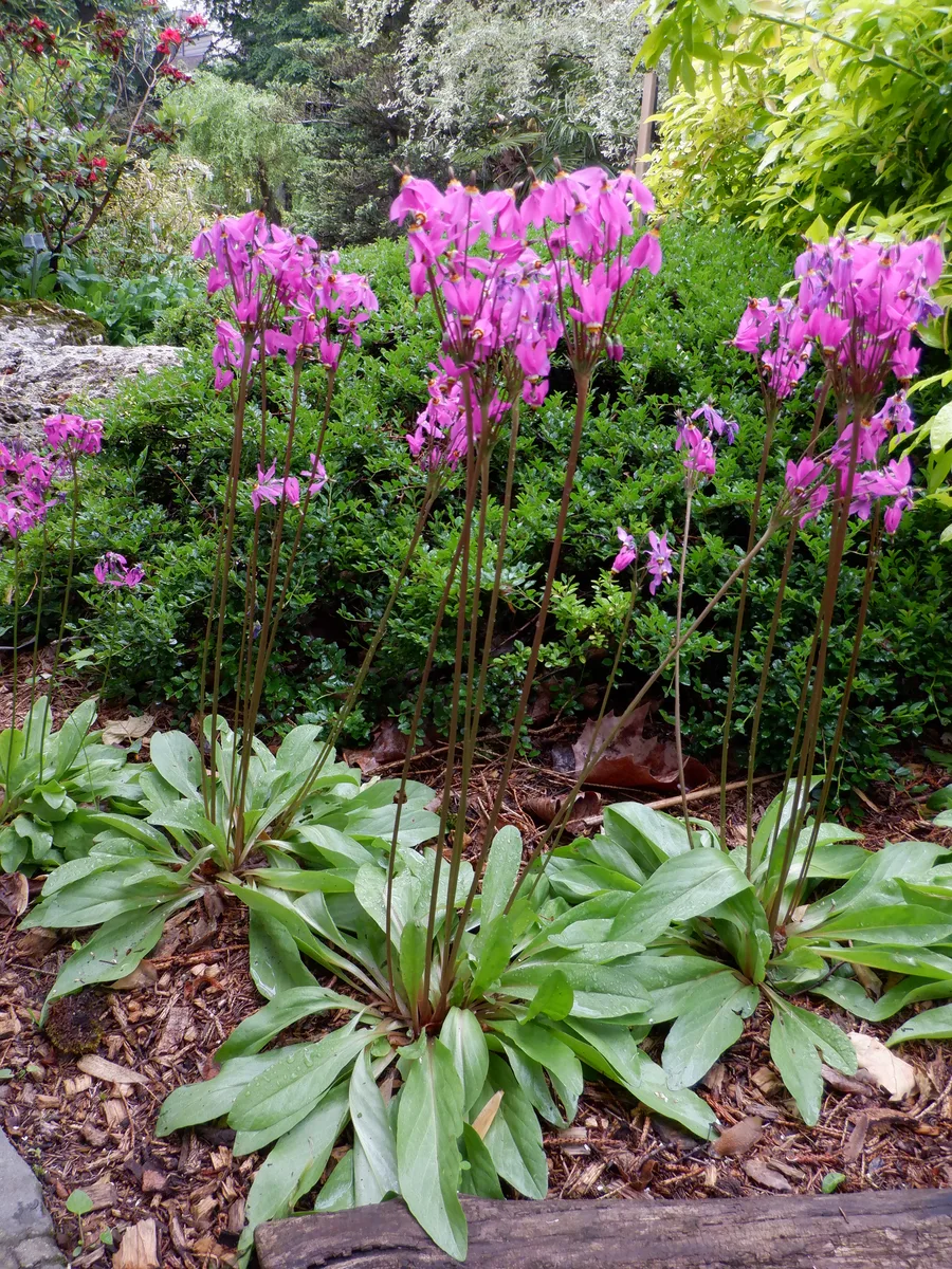 Shooting Star Primrose (Dodecatheon meadia)