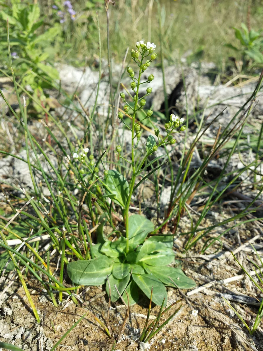 Alpine Brookweed (Samolus valerandi)