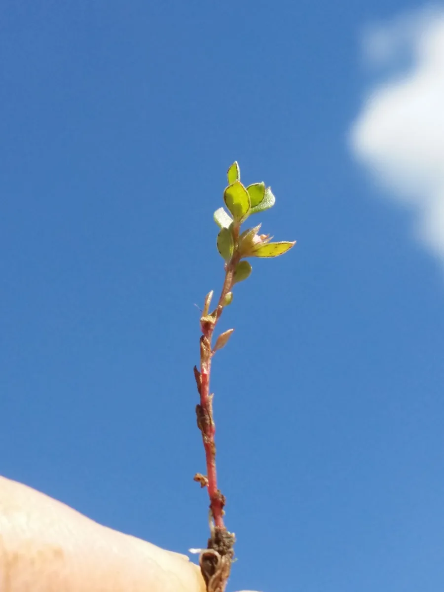 Chaffweed (Centunculus minimus)