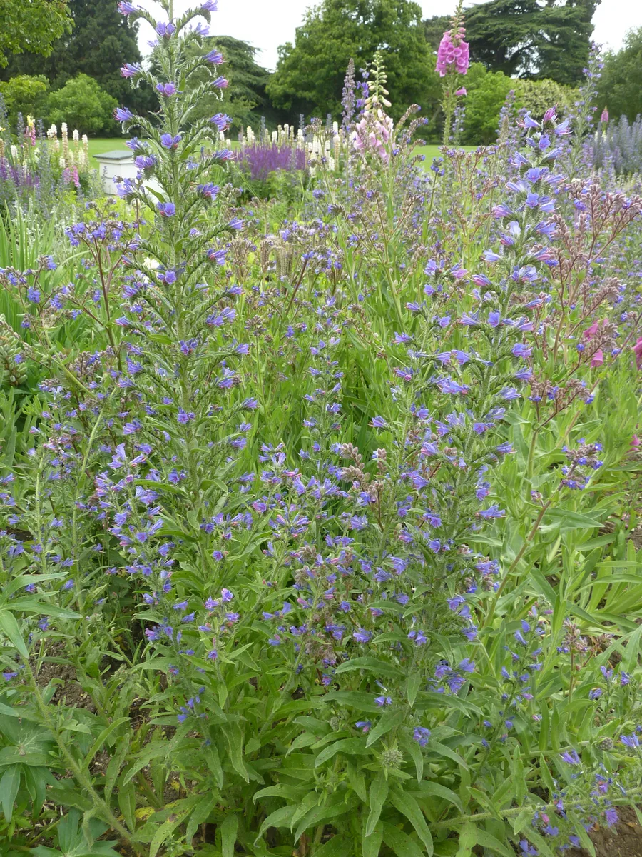 Vipers Bugloss (Echium vulgare)