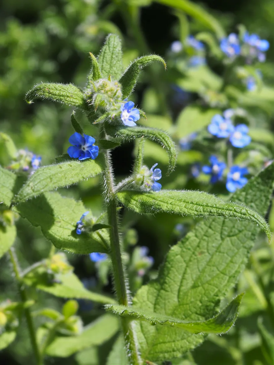 Green Alkanet