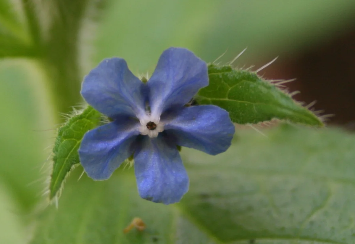 Evergreen Bugloss