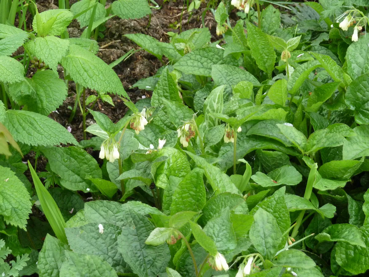 Creeping Comfrey (Symphytum grandiflorum)