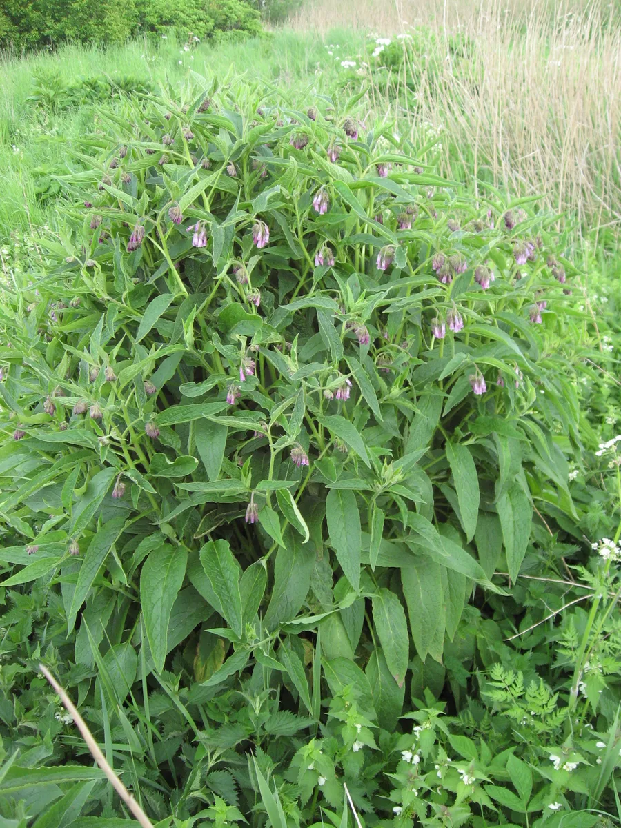 Russian Comfrey (Symphytum x uplandicum)