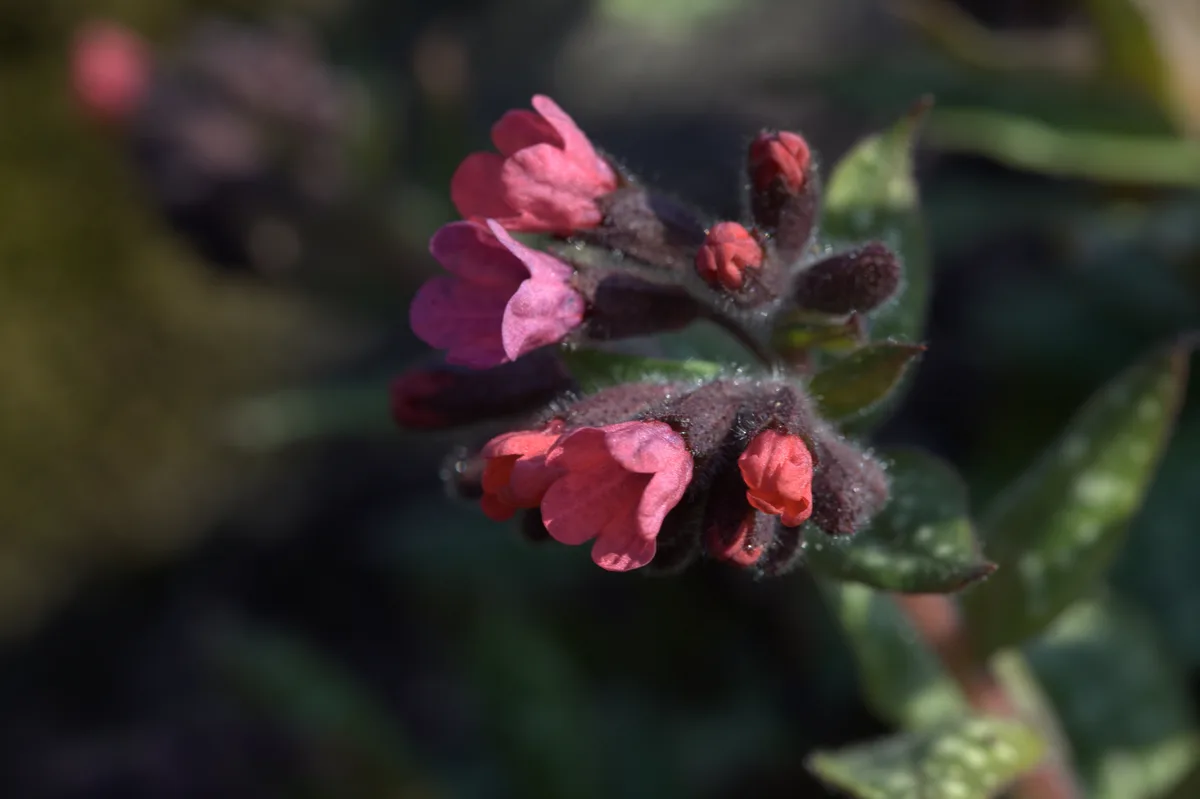 Bethlehem Sage (Pulmonaria saccharata)