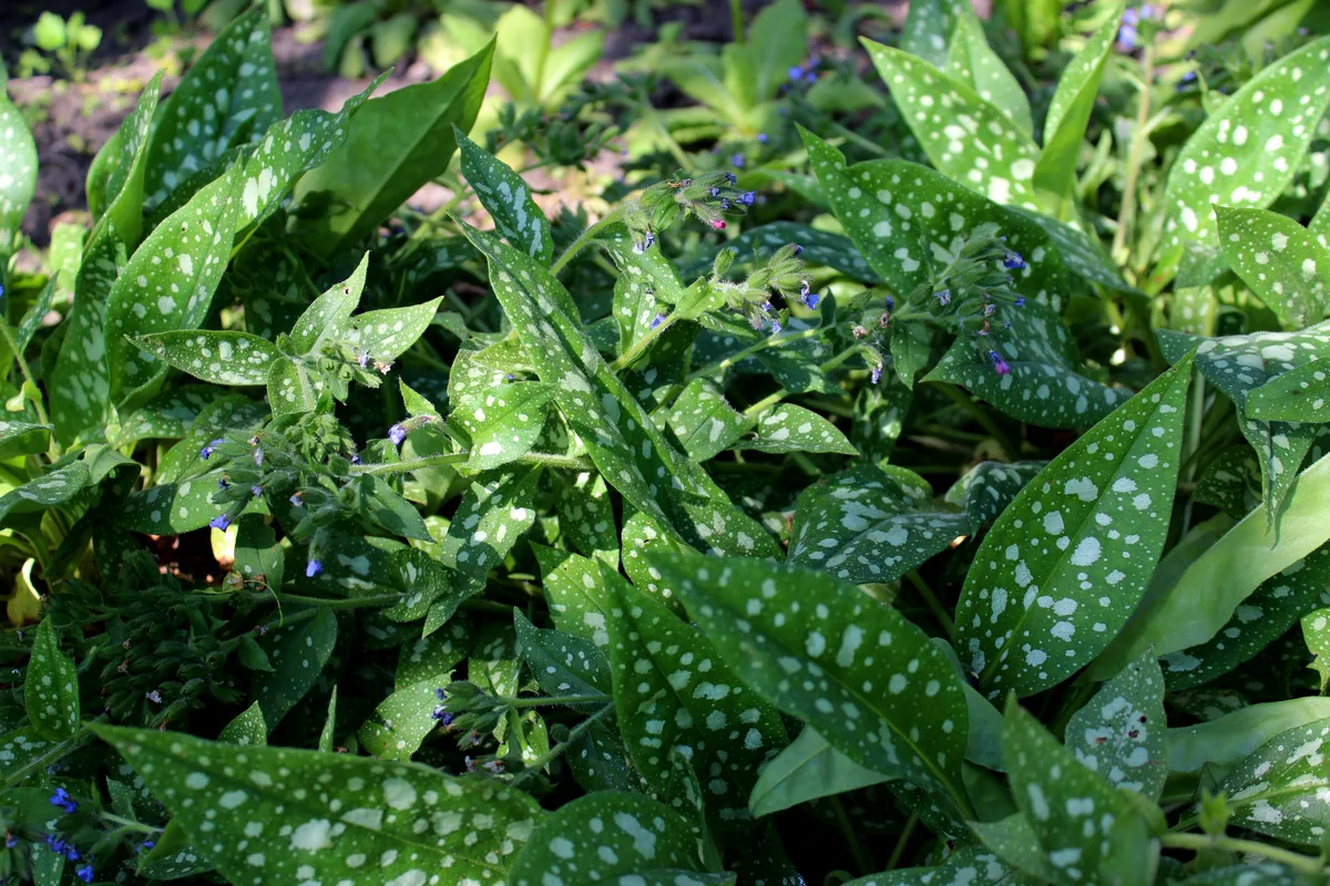 Narrowleaf Lungwort (Pulmonaria longifolia)