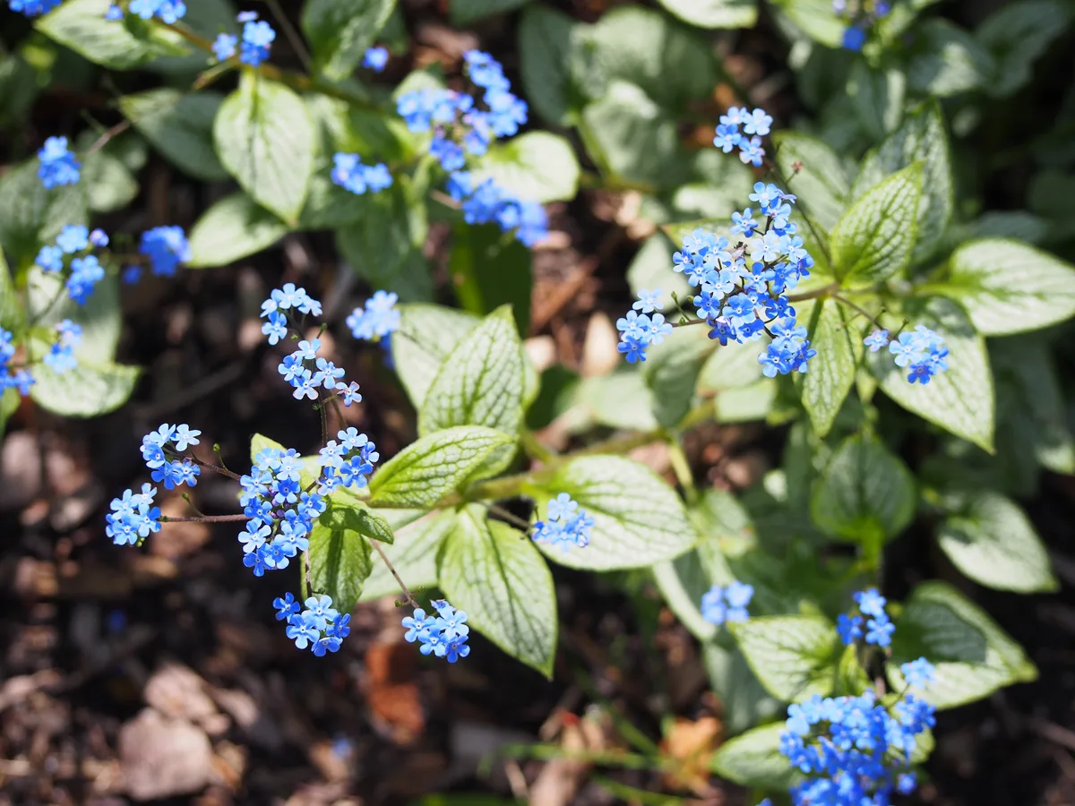 Blue Brunnera