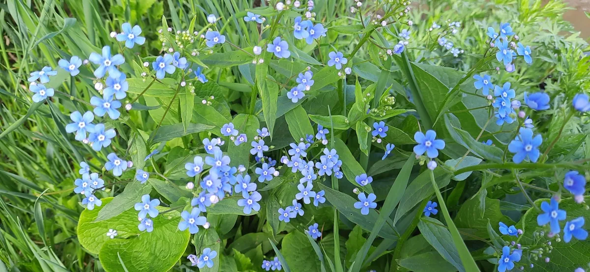 Siberian Bugloss