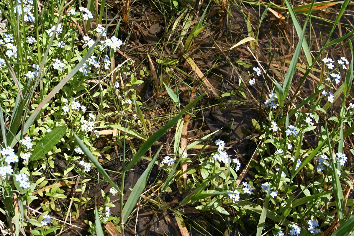True Forget-Me-Not