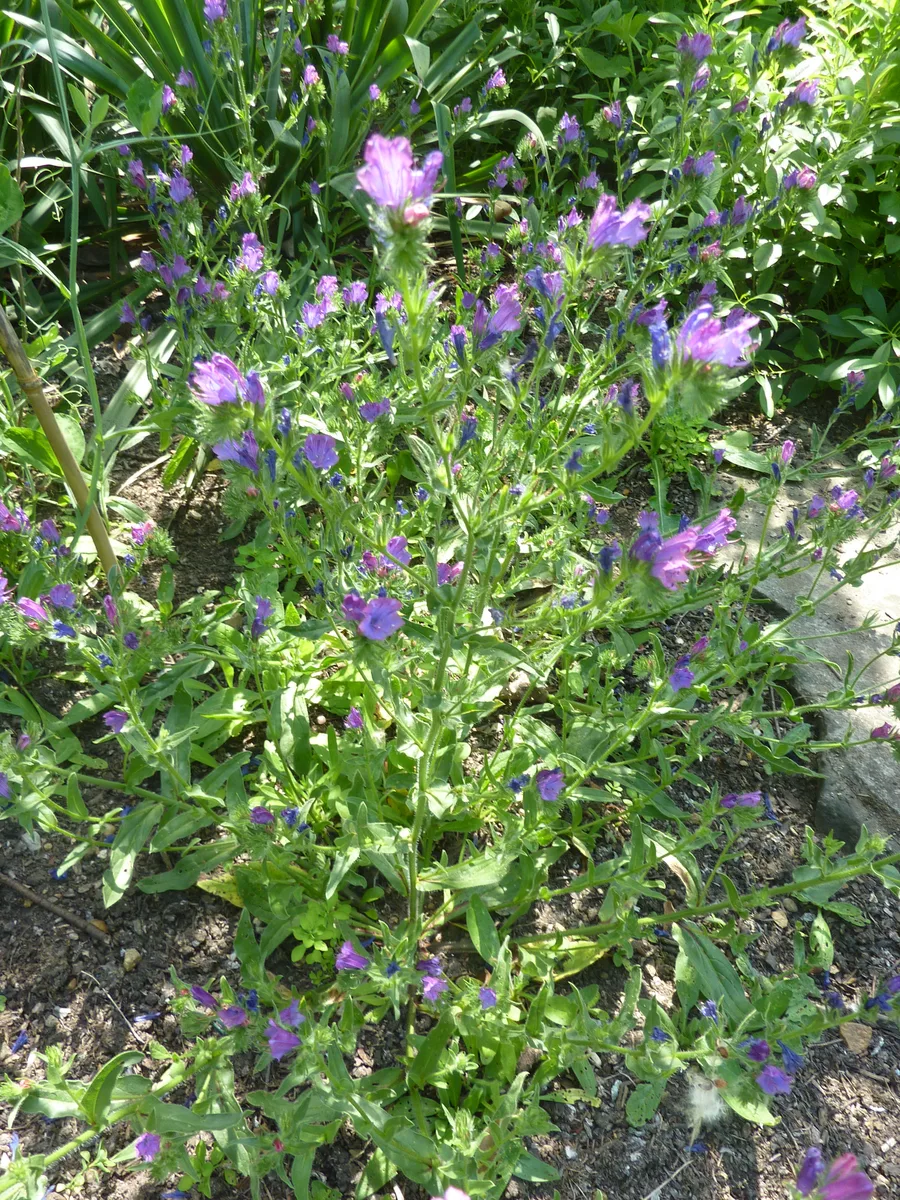 Blueweed (Echium plantagineum)
