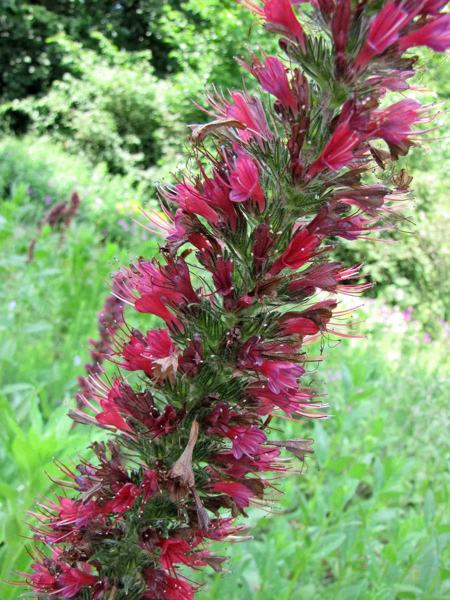 Red Vipers Bugloss (Echium russicum)