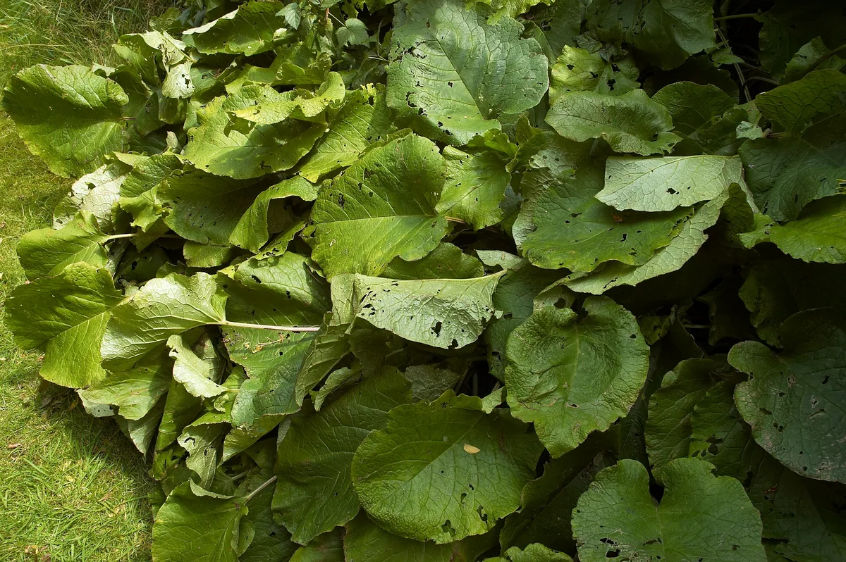 Oriental Borage (Trachystemon orientalis)